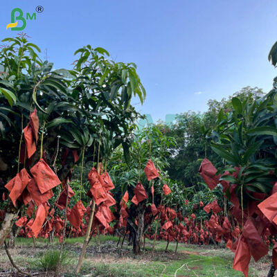 กระดาษสีแดงและสีดําสําหรับกระเป๋าปลูกมะม่วง ขนาด 56 กรัม กระดาษป้องกันผลไม้ที่ทนต่ออากาศ